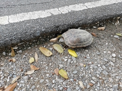 Malayemys macrocephala