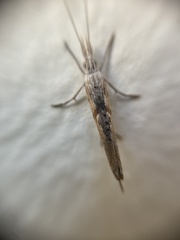 Ypsolopha mucronella