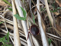 Cosmozosteria bicolor