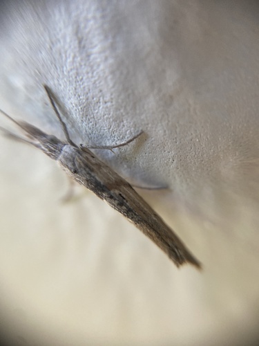 Ypsolopha instabilella