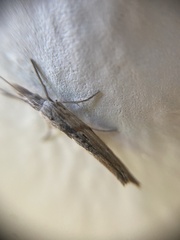 Ypsolopha mucronella