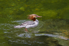 Mergus merganser americanus