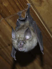 Rhinolophus