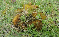 Campylopus schimperi