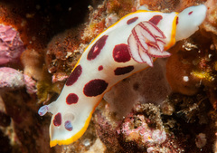 Goniobranchus splendidus