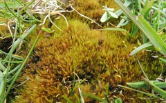Campylopus schimperi