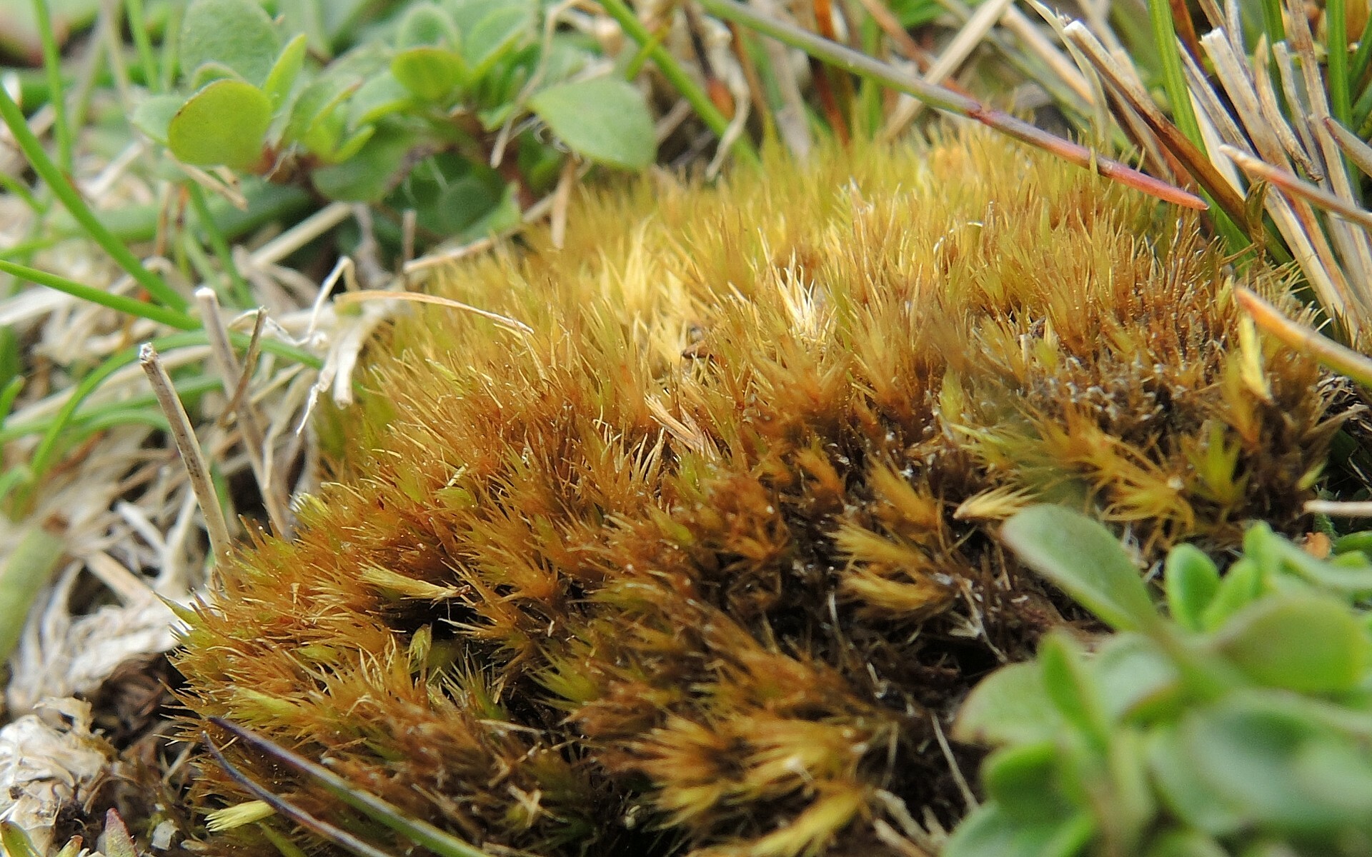 Campylopus schimperi