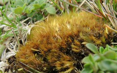 Campylopus schimperi