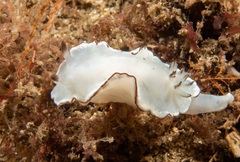 Glossodoris angasi