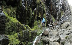 Dichodontium flavescens