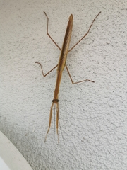 Tenodera australasiae