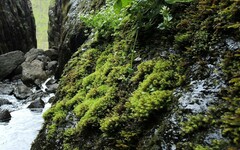 Dichodontium flavescens