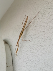 Tenodera australasiae