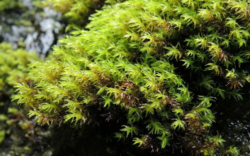 Dichodontium flavescens, 2017-08-06