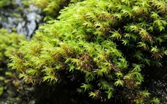 Dichodontium flavescens