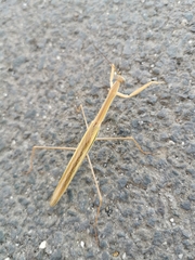 Tenodera australasiae