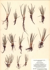 Isoetes lacustris