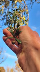 Pittosporum turneri