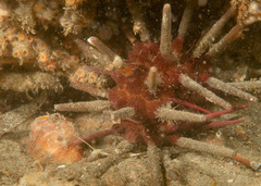 Phyllacanthus parvispinus