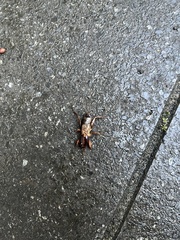 Gryllotalpa australis