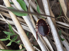 Cosmozosteria bicolor