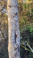 Pittosporum turneri