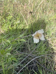 Image of Clematis villosa