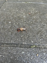 Gryllotalpa australis