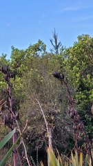 Pittosporum turneri