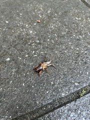 Gryllotalpa australis