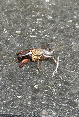 Gryllotalpa australis