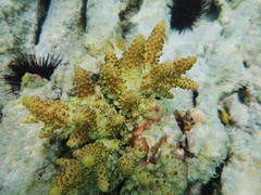 Scleractinia