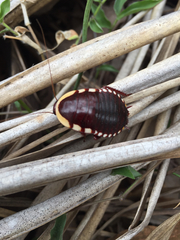 Cosmozosteria bicolor