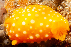 Doris chrysoderma