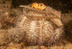 Temnopleurus alexandri