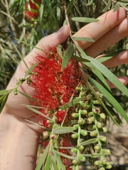 Melaleuca citrina