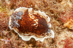 Aphelodoris varia