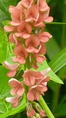 Indigofera psoraloides