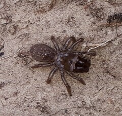 Atypus
