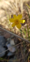 Narcissus assoanus