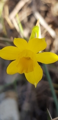 Narcissus assoanus
