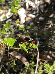 Colepia rufiventris