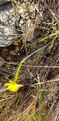 Narcissus assoanus