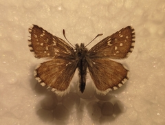Pyrgus carlinae