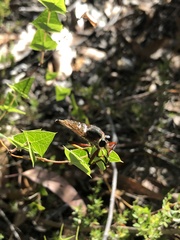 Colepia rufiventris