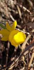 Narcissus assoanus