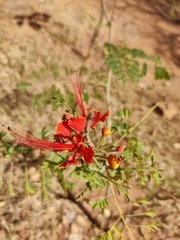Caesalpinia pulcherrima