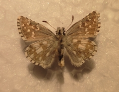 Pyrgus carlinae