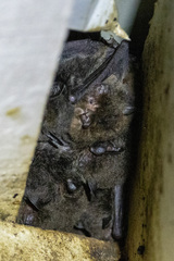 Myotis macropus