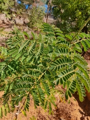 Caesalpinia pulcherrima